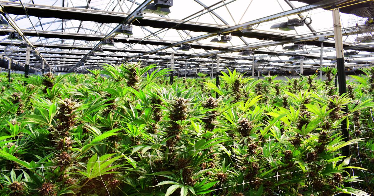 Commercial cannabis grow house